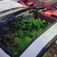 Illustration for article titled This Mysterious C4 Corvette Contains A Tiny Rainforest